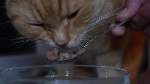 Red cat eats meat food from a spoon. Taking care of pets — Stock Video