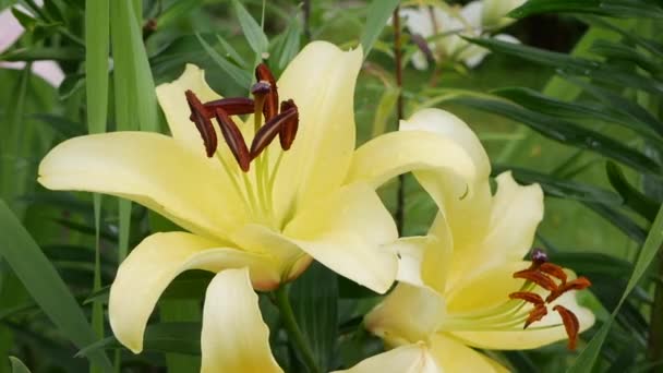 Bellissimi gigli varietali primo piano su aiuola. Fiori di giglio giallo ondeggianti nel vento Giorni — Video Stock