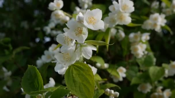 Primo piano di ramoscello con bellissimi fiori di gelsomino bianco come la neve in giardino. Un ramo di gelsomino in fiore. Botanico, dettaglio, naturale — Video Stock