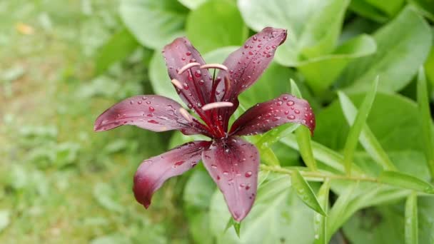 Mooie varieteit lelies close-up op bloembed. Rode lelie bloemen zwaaiend in de wind Daglelie — Stockvideo