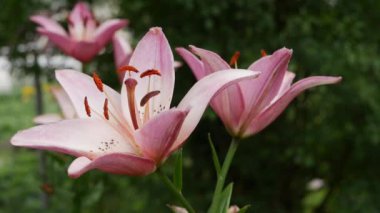 Çiçek tarhında çok güzel zambaklar var. Pembe zambak çiçekleri rüzgarda sallanıyor. 