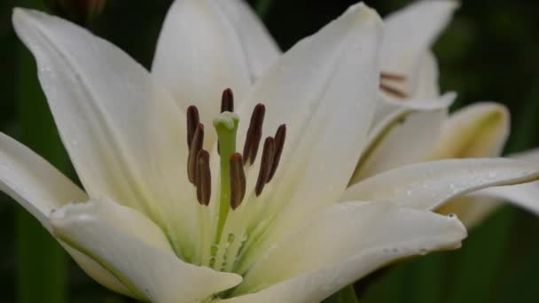 Vackra sortliljor närbild på rabatten. Vit lilja blommor svajande i vinden Daglilja — Stockvideo