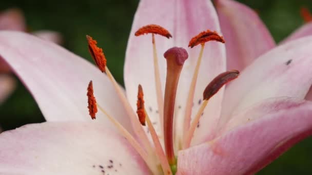 Όμορφη ποικιλία κρίνα γκρο πλαν στο παρτέρι. Ροζ λουλούδια κρίνου που λικνίζονται στον άνεμο — Αρχείο Βίντεο