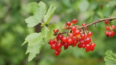 Yaz bahçesindeki çalıların arasından toplanmaya hazır kırmızı frenk üzümü meyveleri. Çalının üzerinde kuşüzümü üzümlü meyve suyu. Bahçe meyveleri arka planı. Yakın plan.