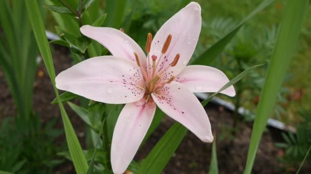 Hermosos lirios varietales primer plano en el lecho de flores. Pink Lily flores balanceándose en el viento Daylily — Vídeo de stock