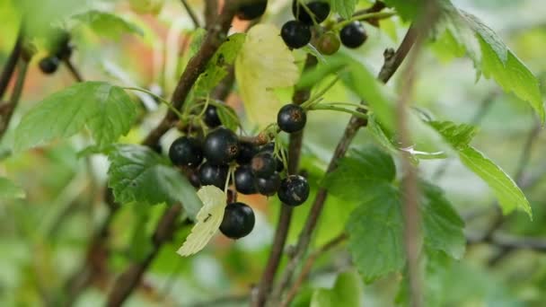 Früchte der schwarzen Johannisbeeren von den Sträuchern im Sommergarten, bereit zur Ernte. Saftige reife Beeren einer schwarzen Johannisbeere auf einem Strauch. Gartenbeeren im Hintergrund. Nahaufnahme — Stockvideo