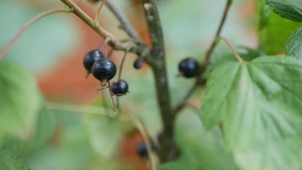 Fekete ribizli bogyók gyümölcsei a bokrokból a nyári kertben, betakarításra készen. Egy fekete ribizli lédús érett bogyói a bokorban. Kerti bogyók háttér. Közelkép — Stock videók