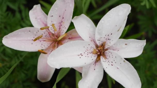 Hermosos lirios varietales primer plano en el lecho de flores. Pink Lily flores balanceándose en el viento Daylily — Vídeo de stock