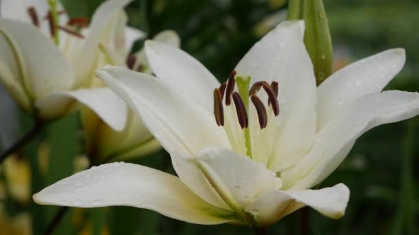 Mooie varieteit lelies close-up op bloembed. Witte lelie bloemen zwaaiend in de wind Daglelie — Stockvideo