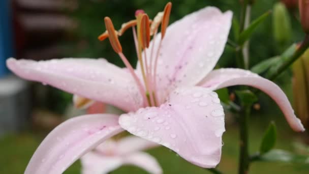 Vackra sortliljor närbild på rabatten. Rosa lilja blommor gungar i vinden Daglilja — Stockvideo