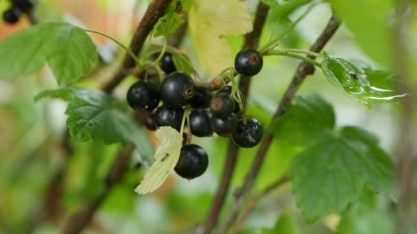Φρούτα από μαύρα φραγκοστάφυλα από τους θάμνους στον καλοκαιρινό κήπο, έτοιμα για συγκομιδή. Ζουμερά ώριμα μούρα μαύρης σταφίδας σε θάμνο. Φόντο από μούρα κήπου. Κοντινό πλάνο — Αρχείο Βίντεο