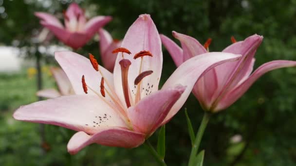 Красивые сортовые лилии крупным планом на клумбе. Розовые цветы Лили, качающиеся на ветру — стоковое видео
