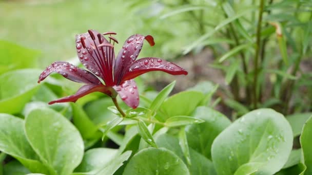 Hermosos lirios varietales primer plano en el lecho de flores. Flores de lirio rojo balanceándose en el viento Daylily — Vídeos de Stock