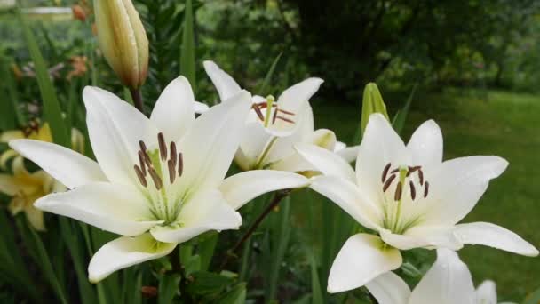 Hermosos lirios varietales primer plano en el lecho de flores. Flores de lirio blanco balanceándose en el viento Daylily — Vídeo de stock