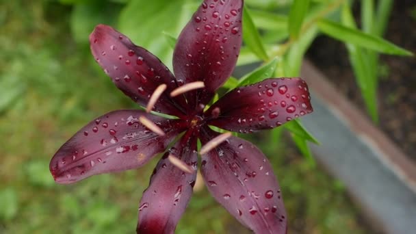 Bellissimi gigli varietali primo piano su aiuola. Fiori di Giglio Rosso ondeggianti nel vento Daylily — Video Stock