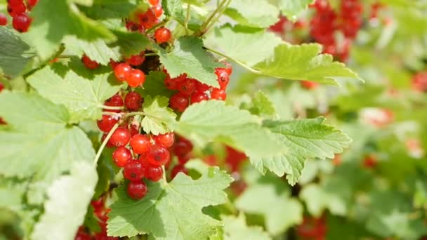 Frutos de bayas de grosella roja de los arbustos en el jardín de verano, listos para cosechar. Las bayas jugosas maduras de la grosella roja sobre el arbusto. Fondo de bayas de jardín. Primer plano — Vídeos de Stock