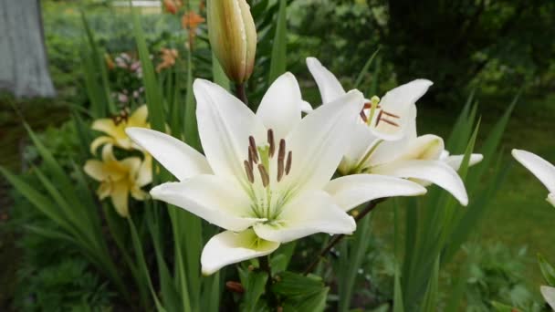 Hermosos lirios varietales primer plano en el lecho de flores. Flores de lirio blanco balanceándose en el viento Daylily — Vídeos de Stock