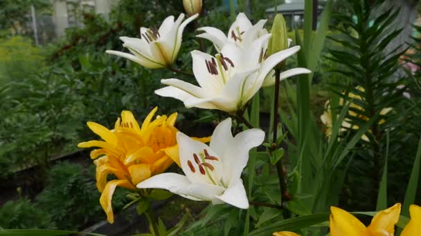 Krásné odrůdové lilie zblízka na záhonu květin. Bílé a žluté květy Lily houpající se ve větru Denní lilie — Stock video