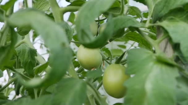 Mladé čerstvé rajčata sazenice pěstované ve skleníku. Zrání rajčat zblízka. Práce s rostlinami, pěstování ekologické zeleniny. — Stock video