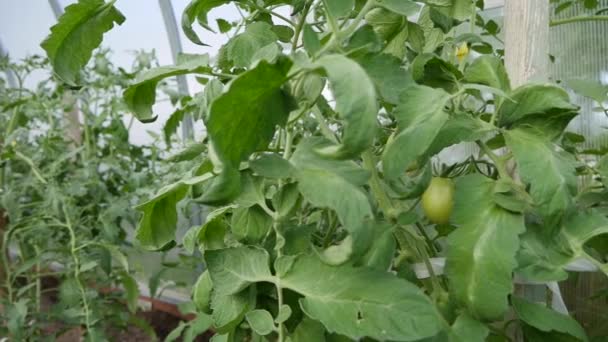 Νέοι σπόροι φρέσκιας τομάτας καλλιεργούνται στο θερμοκήπιο. Ωρίμανση ντομάτας σε κοντινό πλάνο. Εργασία με φυτά, καλλιέργεια βιολογικών λαχανικών. — Αρχείο Βίντεο