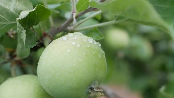 Maçãs verdes não maduras e folhas nos ramos de uma árvore de maçã cambaleam ao vento — Vídeo de Stock