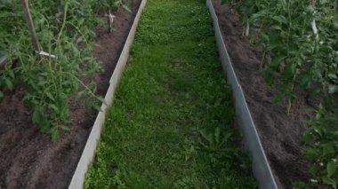 Genç fidanları olan bir sera. Bitkilerle çalışmak, organik sebzeler yetiştirmek..