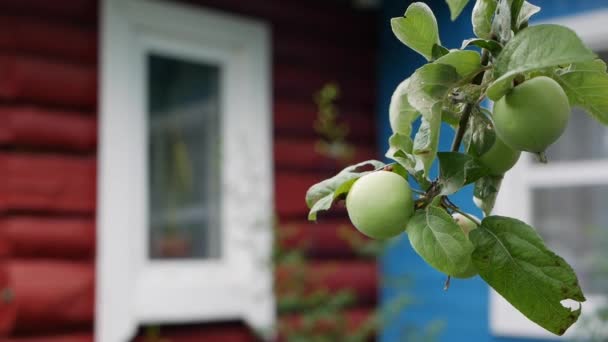 Grüne unreife Äpfel und Blätter auf den Ästen eines Apfelbaums wanken im Wind vor dem Hintergrund eines Landhauses — Stockvideo