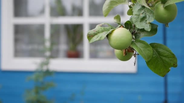 Mele verdi acerbe e foglie sui rami di un melo barcollano nel vento sullo sfondo di una casa di campagna — Video Stock