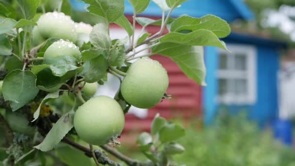 Pommes vertes non mûres et feuilles sur les branches d'un pommier chancellent dans le vent sur le fond d'une maison de campagne — Video
