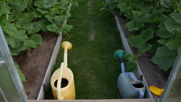 Invernadero con plántulas de plantas jóvenes. Trabajar con plantas, cultivar verduras orgánicas. — Vídeo de stock