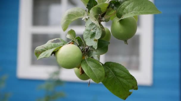 Maçãs verdes não maduras e folhas nos ramos de uma árvore de maçã escalada no vento no fundo de uma casa de campo — Vídeo de Stock