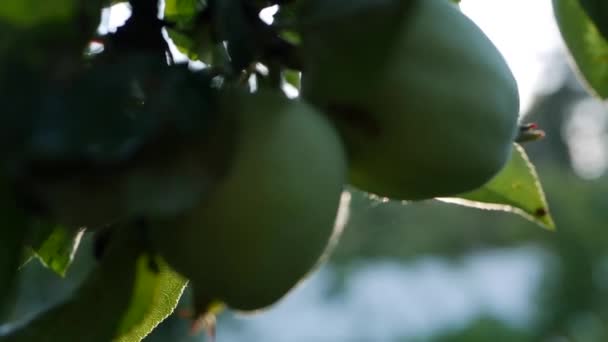 Manzanas verdes inmaduras y hojas en las ramas de un manzano en el fondo de la puesta del sol — Vídeo de stock