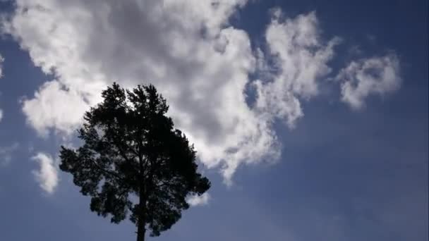 Niebieskie niebo białe chmury. Puszyste puszyste białe chmury. Cumulus chmura krajobraz timelapse. Czas letni błękitne niebo upływa. Dramatyczne, wspaniałe, błękitne niebo. Miękkie białe chmury tworzą. Chmury tło upływu czasu — Wideo stockowe