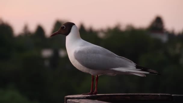 Gaivota sentada no corrimão. Bird olha em volta enquanto se senta no corrimão — Vídeo de Stock