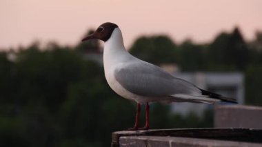 Tırabzanda oturan martı. Kuş korkulukta otururken etrafına bakar.