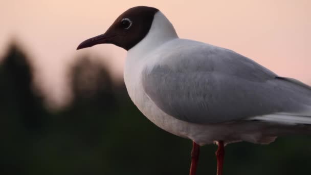 Sirály ül a korláton. Madár néz körül, miközben ül a korláton — Stock videók