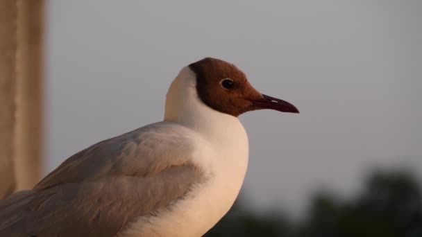 Gaviota sentada sobre barandilla. Bird mira a su alrededor mientras se sienta en la barandilla — Vídeos de Stock