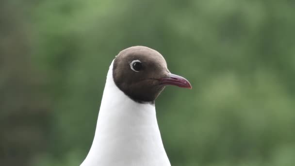 Seagull sitting on railing. Bird looks around while sits on the railing — Stock Video