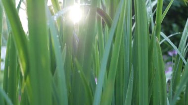 Yeşil bahar çimeni, güneş ışığı, yakın plan..