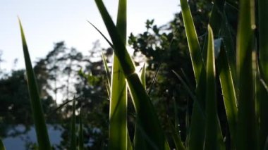 Yeşil bahar çimeni, güneş ışığı, yakın plan..