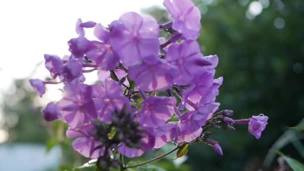 Hermosa Phlox primer plano en el lecho de flores en el fondo de la puesta del sol — Vídeos de Stock