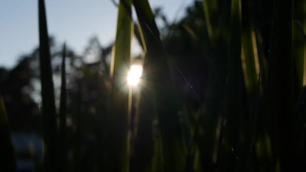 Herbe printanière verte avec lumière du soleil, Gros plan. — Video