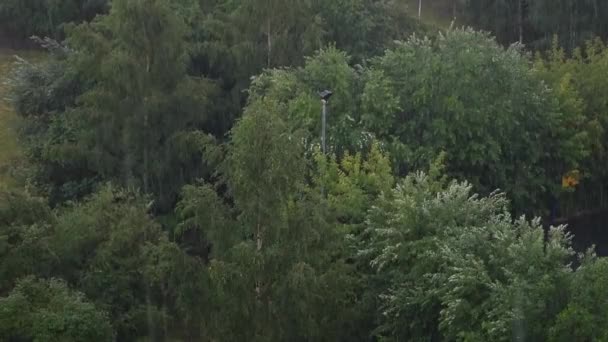 Vue de dessus du parc de la ville pendant les fortes pluies en saison estivale — Video