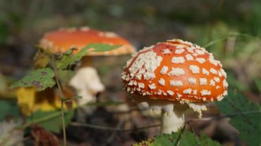 Sonbahar ormanında iki Fly Agaric veya Amanita muscaria. Zehirli mantarlar..