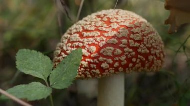 Fly Agaric veya Amanita muscaria sonbahar ormanında. Zehirli mantarlar..