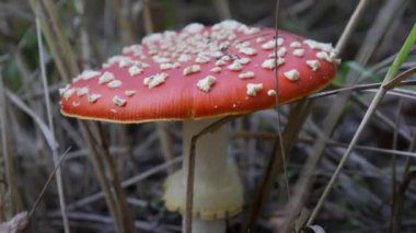 Fly Agaric veya Amanita muscaria sonbahar ormanında. Zehirli mantarlar..