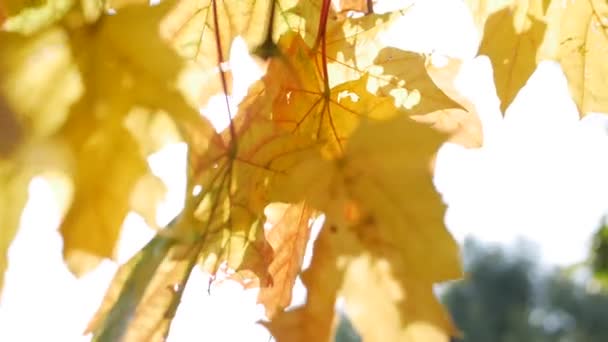 Os raios de sol da manhã fazem seu caminho através de folhas coloridas do outono. Um ramo de árvore de bordo com folhas amarelas. — Vídeo de Stock