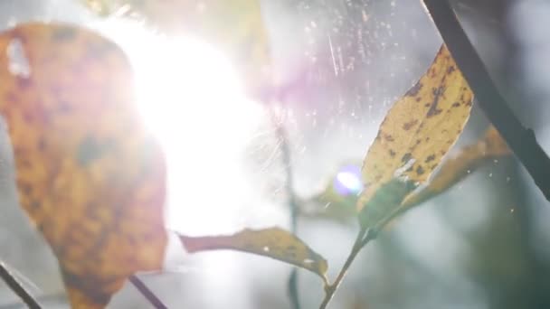 I raggi del sole del mattino si fanno strada attraverso colorate foglie autunnali. Un ramo di un albero con foglie gialle. — Video Stock