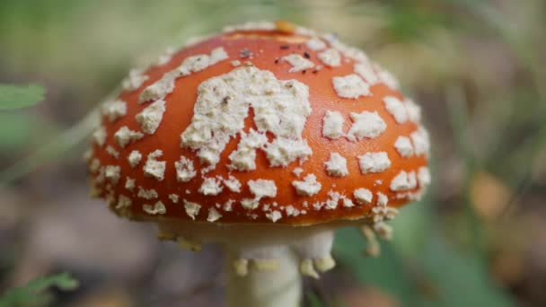 Muzułmański Muzułmański Muzułmanin lub Amanita w jesiennym lesie. Grzyby trujące. — Wideo stockowe