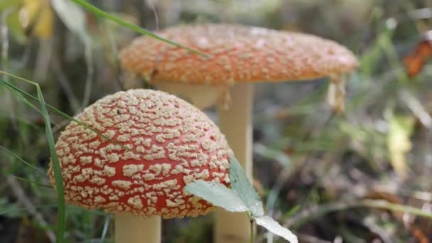 Dva Fly Agaric nebo Amanita muscaria v podzimním lese. Jedovaté houby. — Stock video